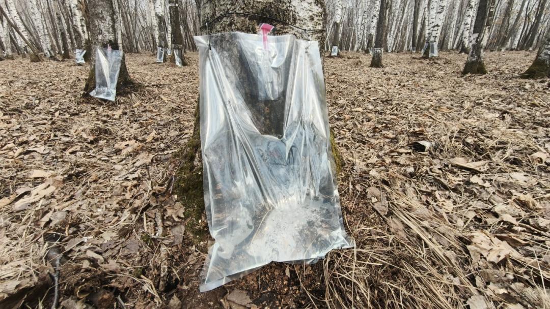 3·15还没有到，白桦树汁先“凉”了？