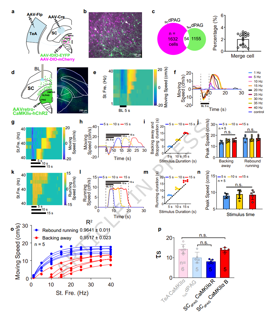Nat Commun：为什么你能流畅地跑、退、停、转身？南方医肖中举等揭示小鼠四大运动行为的神经转换机制