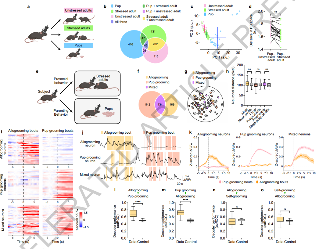 Science之后又发Nature， UCLA洪暐哲解密：为什么“好爸妈”往往也是“热心肠”？