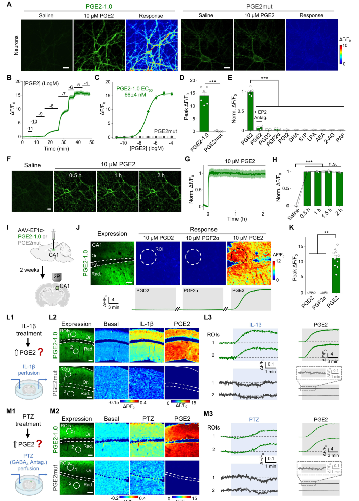 北大李毓龙团队再出利器，新型探针实时追踪脑内炎症信号