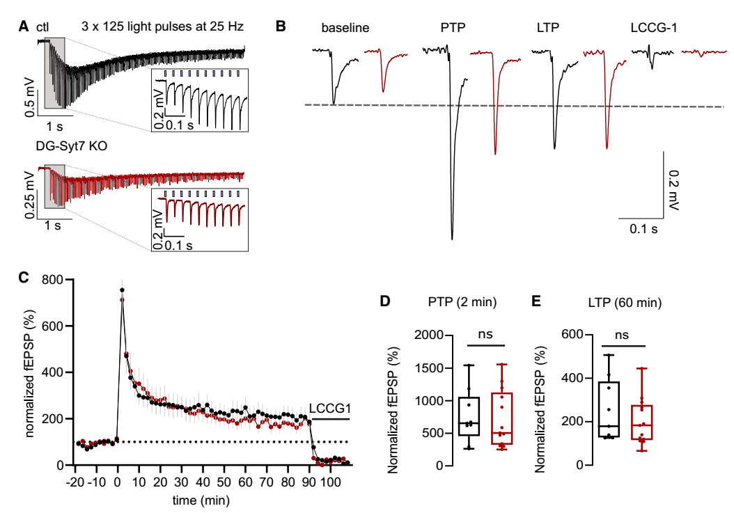 Cell子刊：一斑窥全豹，片忆溯往昔，法国科学家揭示调控大脑“记忆补全”的神经机制