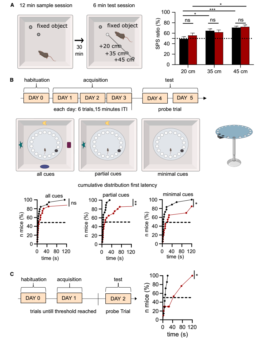 Cell子刊：一斑窥全豹，片忆溯往昔，法国科学家揭示调控大脑“记忆补全”的神经机制