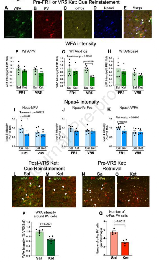 NP刊：抗抑郁药还能抑制成瘾？研究揭示氯胺酮破坏可卡因成瘾记忆的神经机制