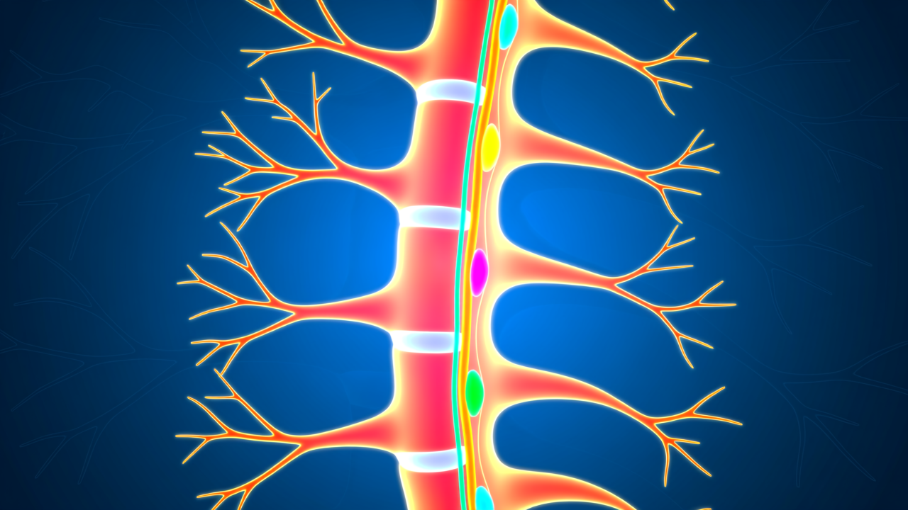 为什么你能感觉到烫、痒、疼？中科院神经所窦艳侬/孙衍刚团队首次绘制完整脊髓投射神经元图谱