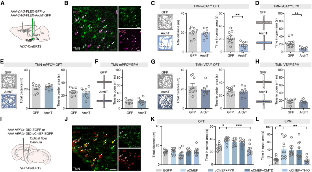 压力大坐立不安？浙江中医药大学陈忠/汪仪揭示星形胶质细胞H3受体调控焦虑神经机制