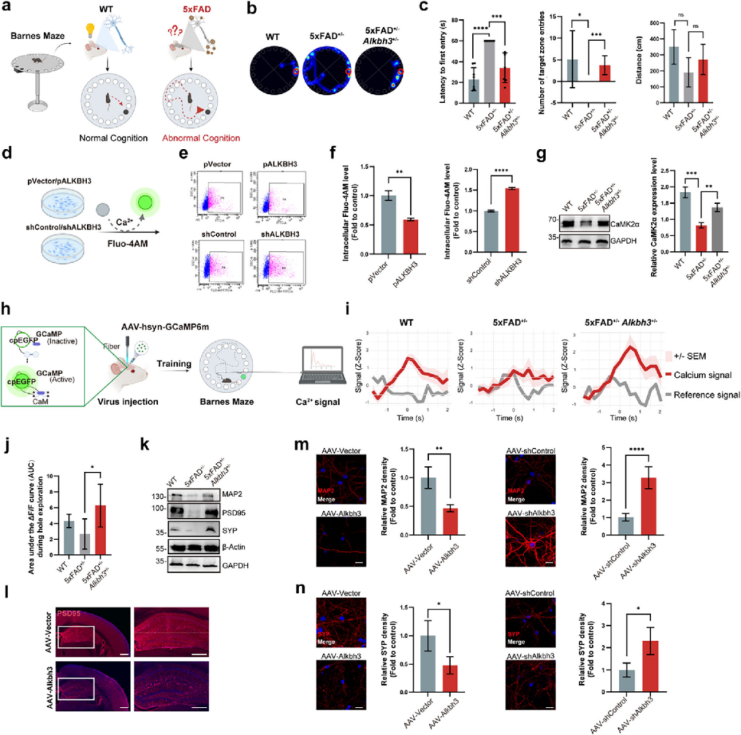 Adv Sci：北京脑所团队发现AD治疗新策略，抑制它或可逆转认知缺陷