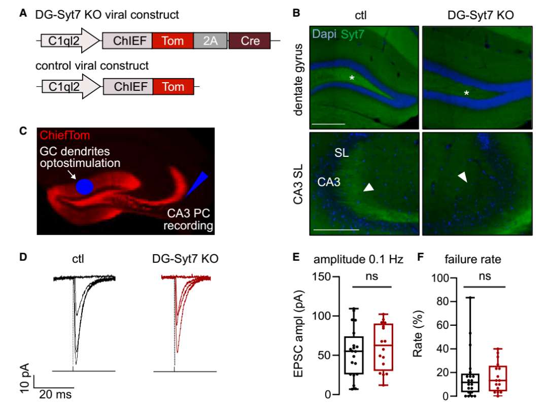 Cell子刊：一斑窥全豹，片忆溯往昔，法国科学家揭示调控大脑“记忆补全”的神经机制