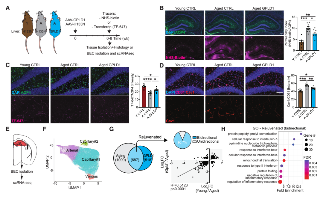 《Cell》“肝-脑运动信号轴”又有新见解！加州大学团队发现肝脏会分泌“护脑因子”，或可逆转记忆衰退