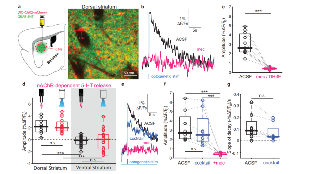 Nat Commun：以色列科学家揭示纹状体内调控5-羟色胺产生“愉悦感”的新神经通路