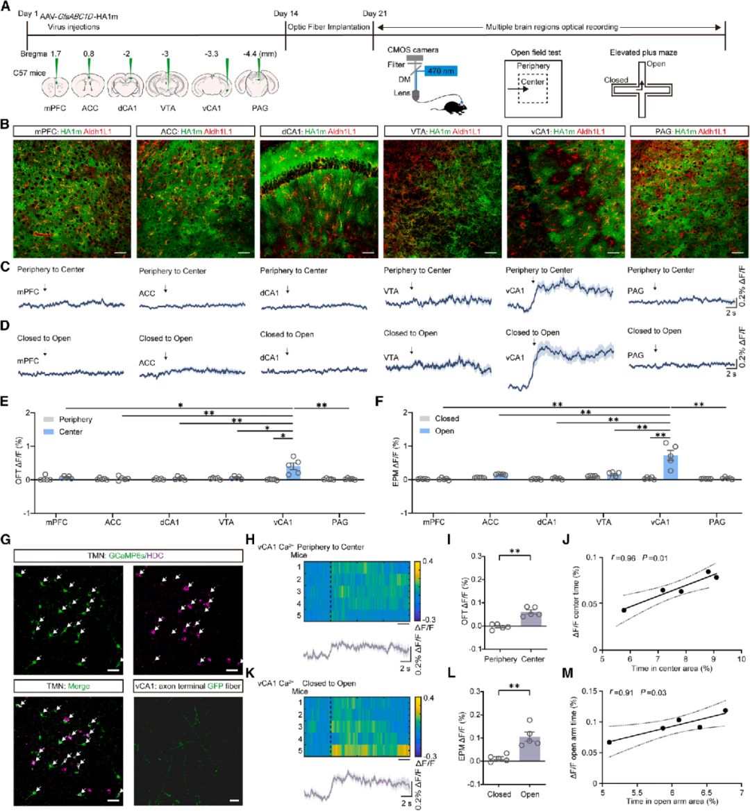 压力大坐立不安？浙江中医药大学陈忠/汪仪揭示星形胶质细胞H3受体调控焦虑神经机制