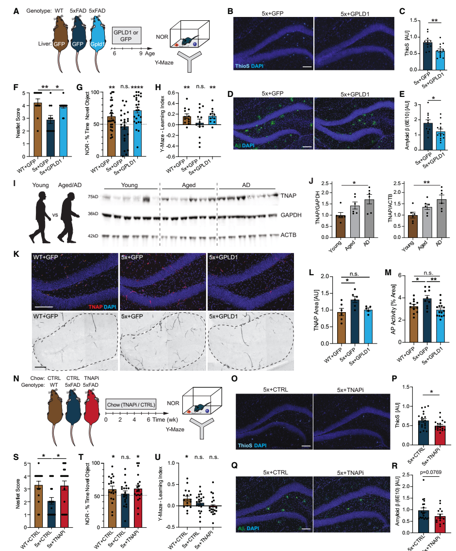 《Cell》“肝-脑运动信号轴”又有新见解！加州大学团队发现肝脏会分泌“护脑因子”，或可逆转记忆衰退