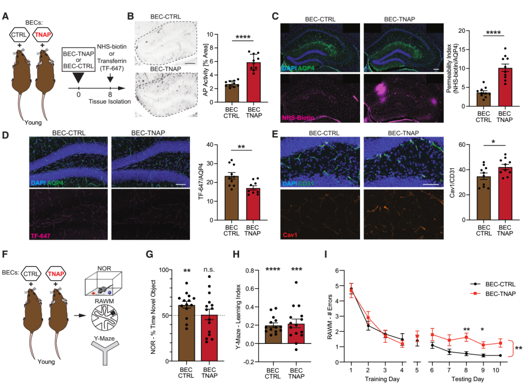 《Cell》“肝-脑运动信号轴”又有新见解！加州大学团队发现肝脏会分泌“护脑因子”，或可逆转记忆衰退