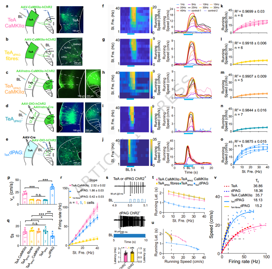 Nat Commun：为什么你能流畅地跑、退、停、转身？南方医肖中举等揭示小鼠四大运动行为的神经转换机制
