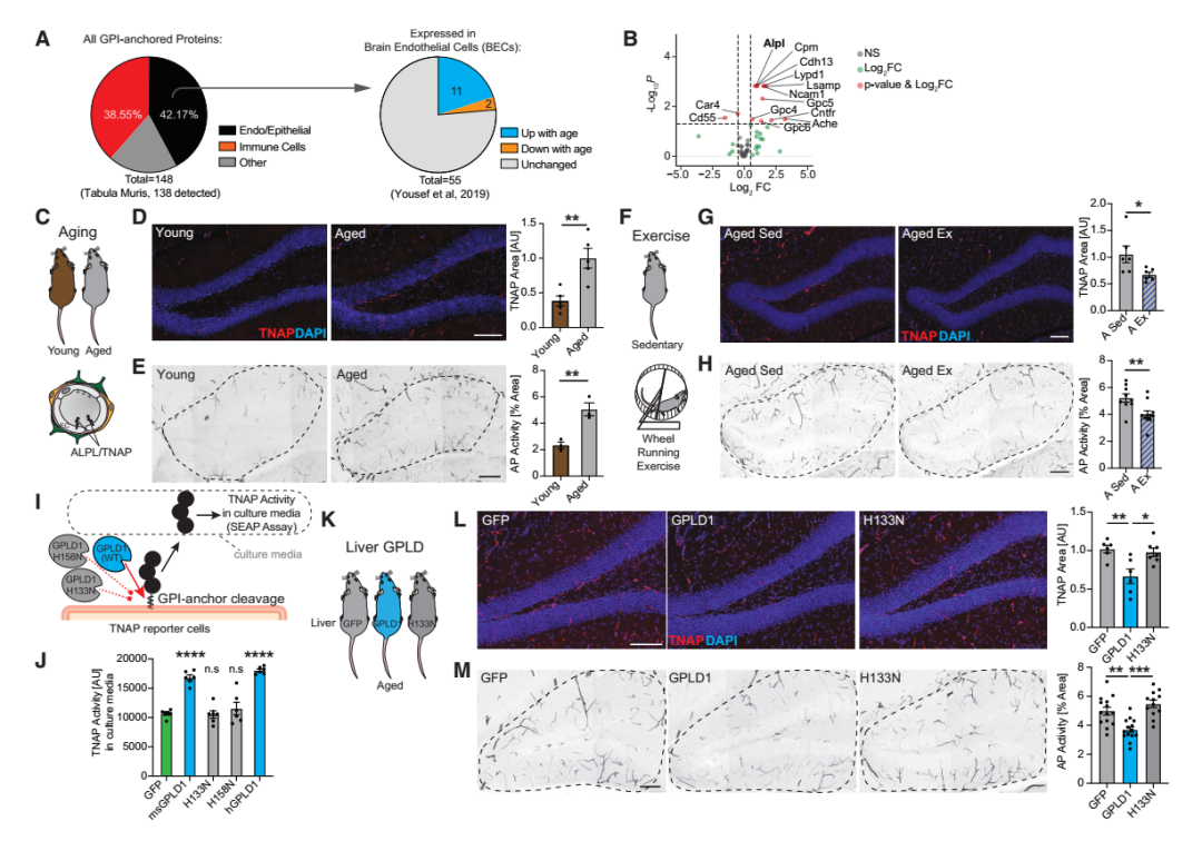 《Cell》“肝-脑运动信号轴”又有新见解！加州大学团队发现肝脏会分泌“护脑因子”，或可逆转记忆衰退