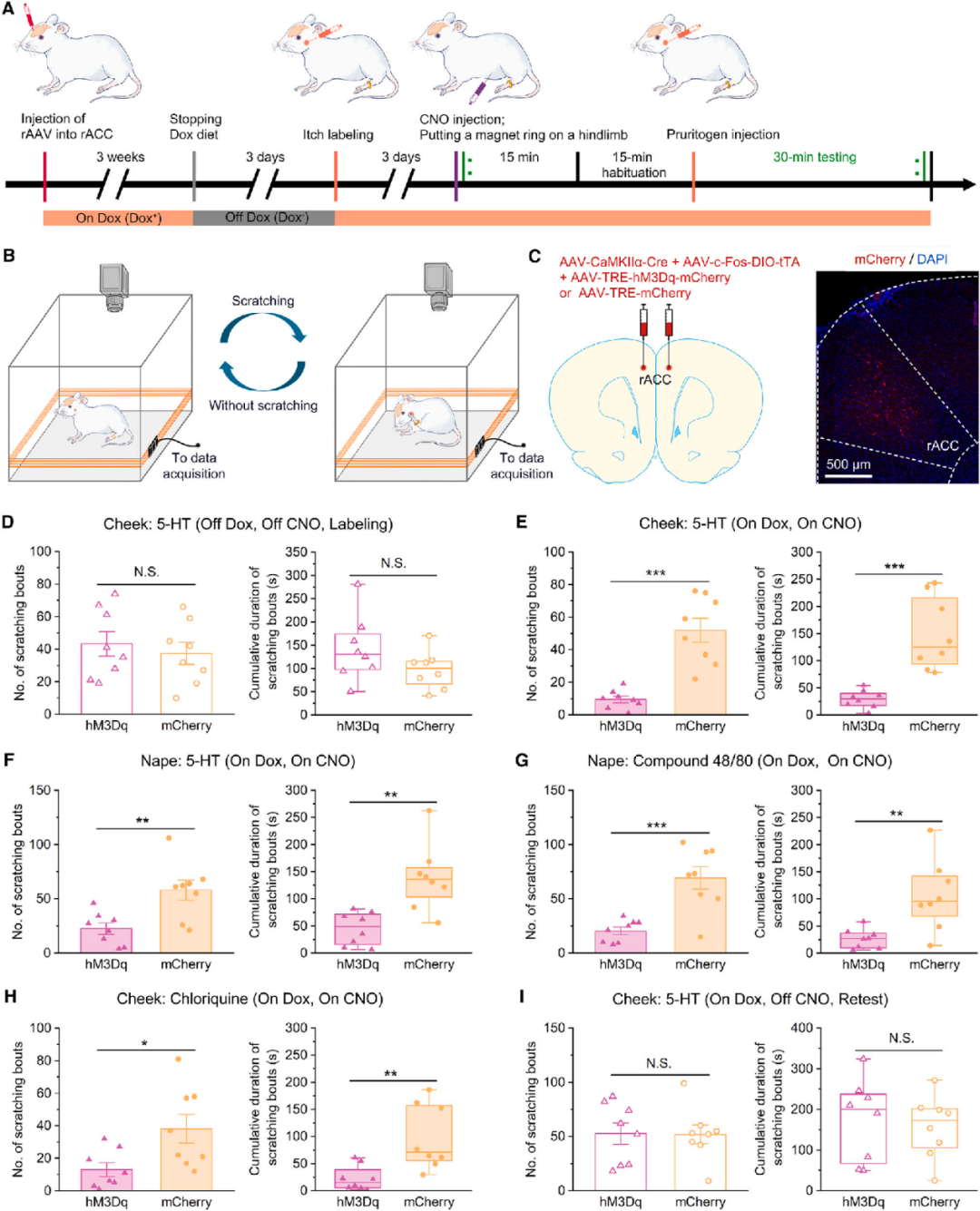 痒到抓狂？陆军医隋建峰/李红丽/吴广延团队发现抑制瘙痒的关键神经环路，为治疗慢性瘙痒提供新靶点