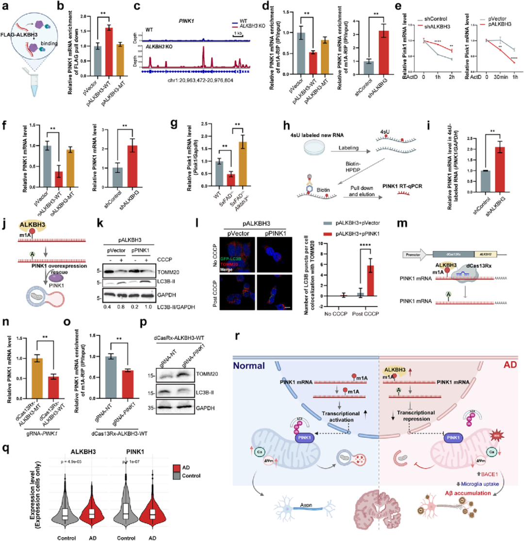 Adv Sci：北京脑所团队发现AD治疗新策略，抑制它或可逆转认知缺陷
