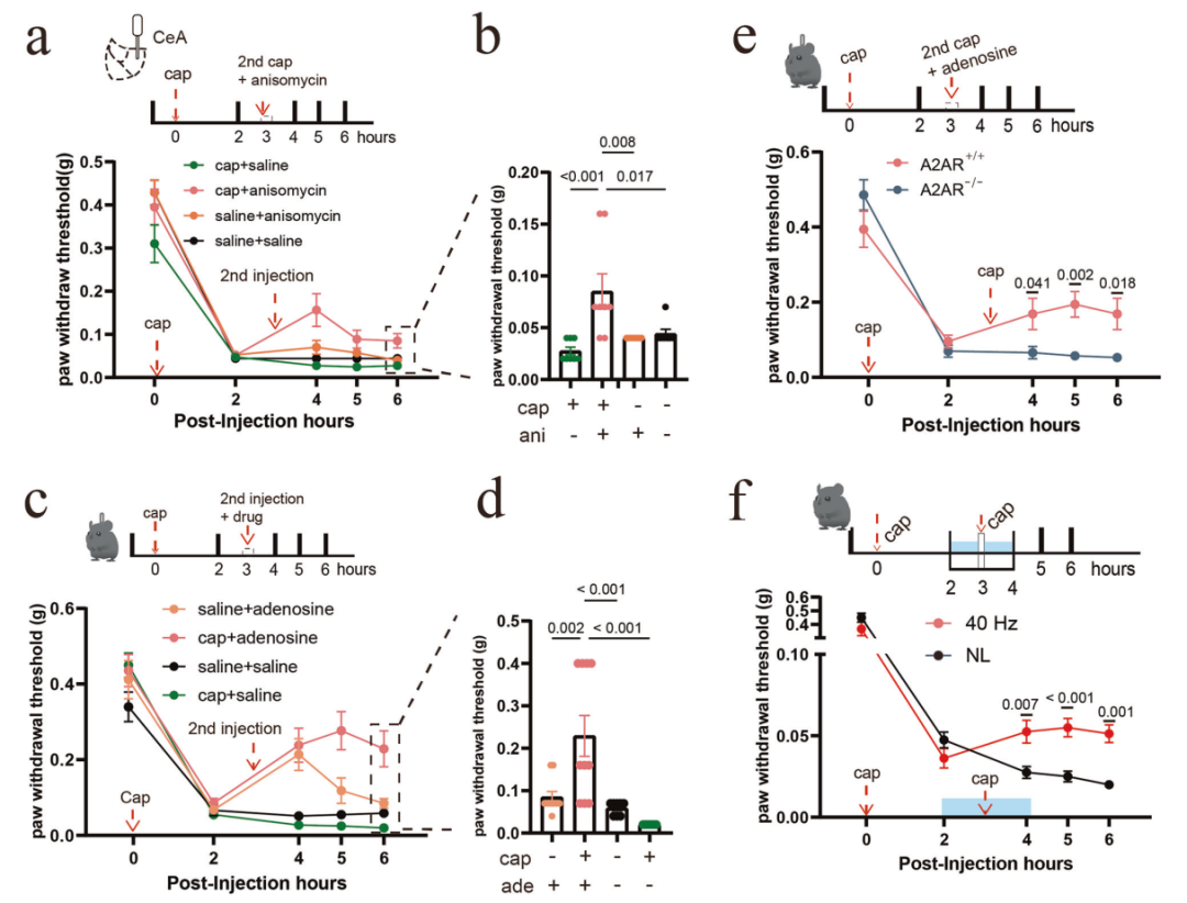 怕吃止痛药上瘾？试试照光！温医大陈江帆/瞿佳/张懿发现40Hz闪烁光缓解慢性疼痛新策略