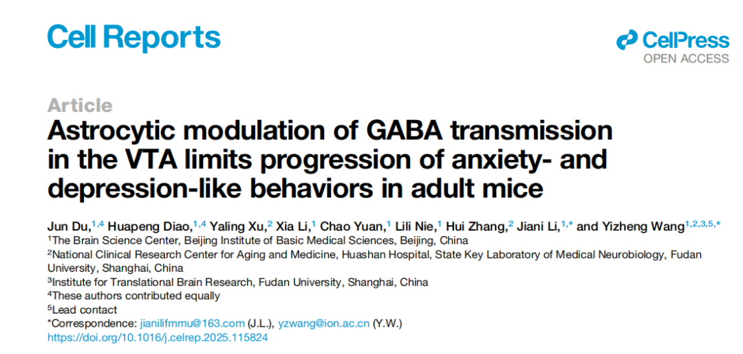 Cell Rep：军事医学研究院王以政团队揭示VTA星形胶质细胞调控GABA传递的抗焦虑抑郁机制