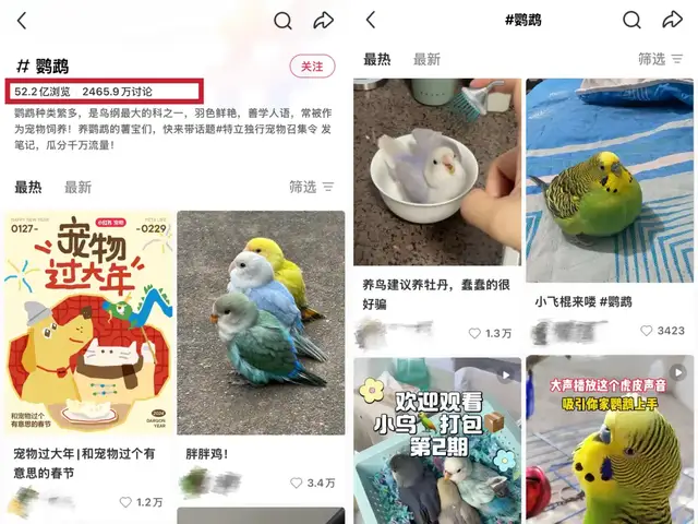 女孩们捧红的“鸟鸟教”，催熟百亿新市场