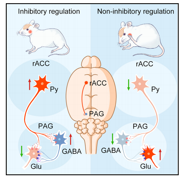 痒到抓狂？陆军医隋建峰/李红丽/吴广延团队发现抑制瘙痒的关键神经环路，为治疗慢性瘙痒提供新靶点