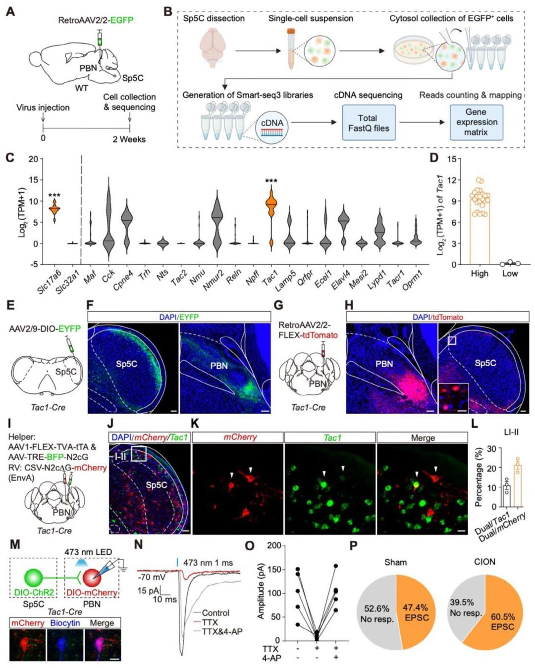 Adv Sci：复旦大学邓娟/孙立婷团队鉴定出介导三叉神经痛发病的神经环路