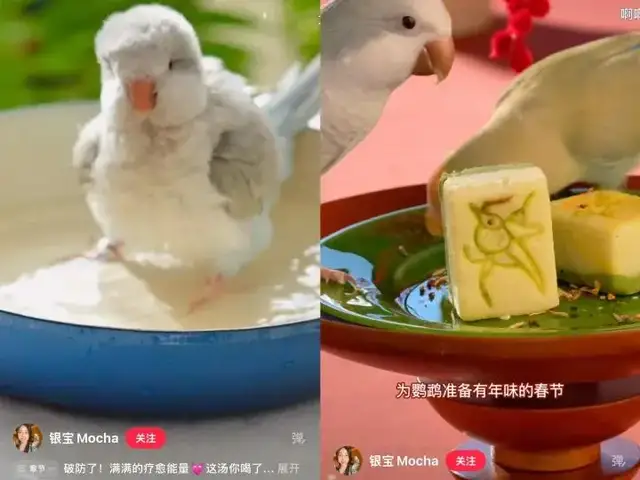 女孩们捧红的“鸟鸟教”，催熟百亿新市场