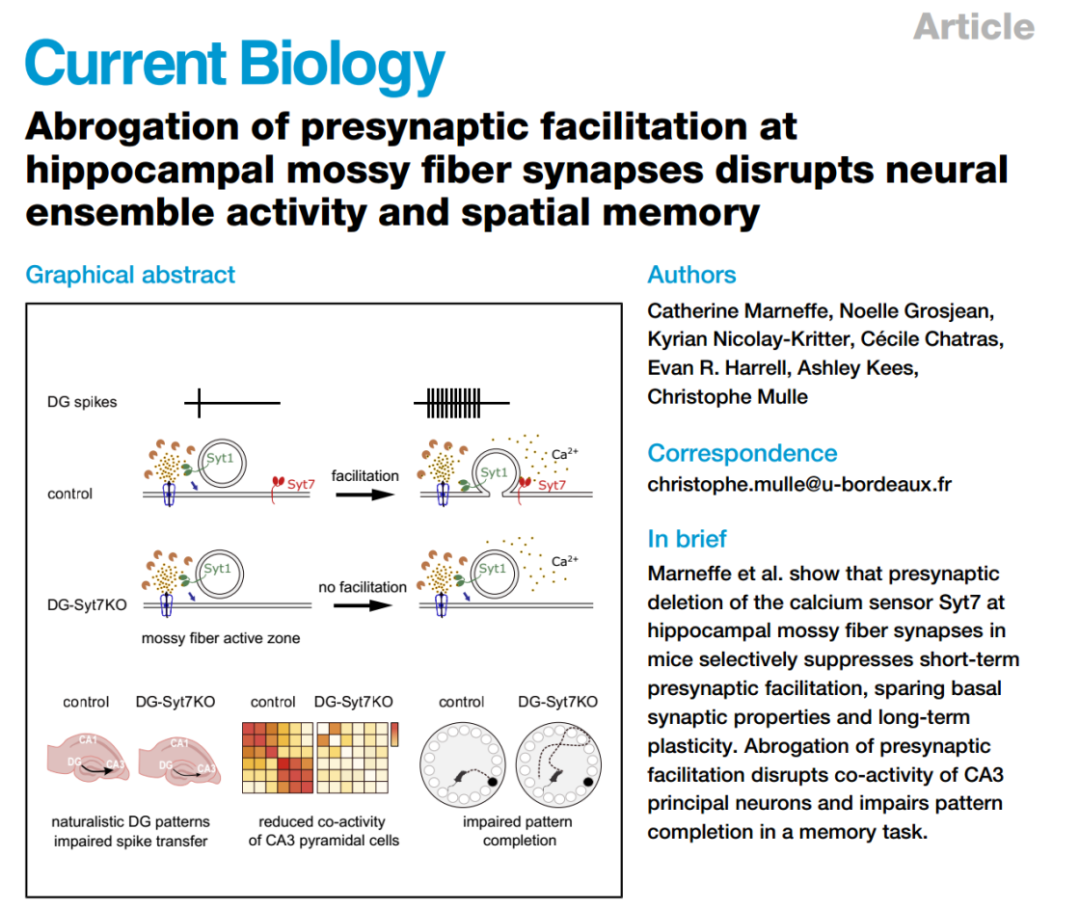 Cell子刊：一斑窥全豹，片忆溯往昔，法国科学家揭示调控大脑“记忆补全”的神经机制