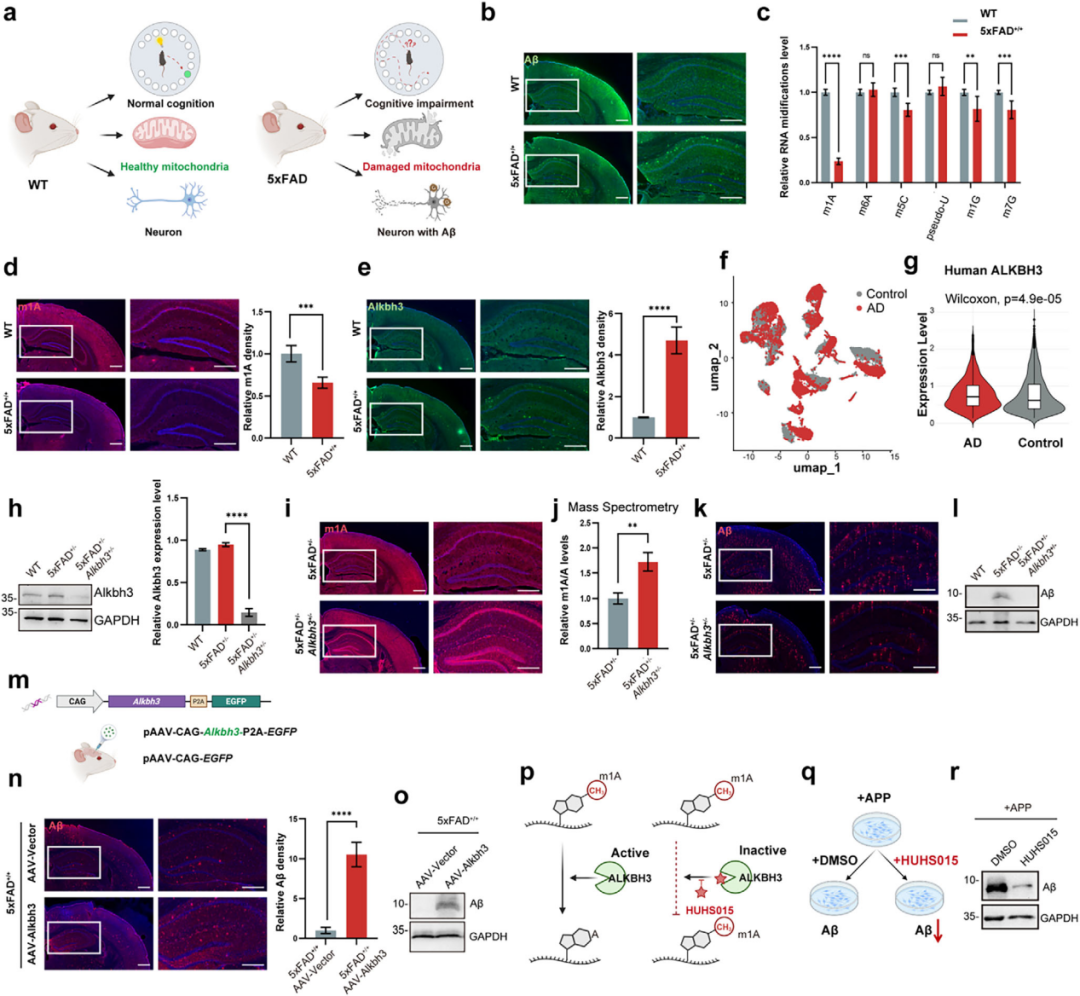 Adv Sci：北京脑所团队发现AD治疗新策略，抑制它或可逆转认知缺陷