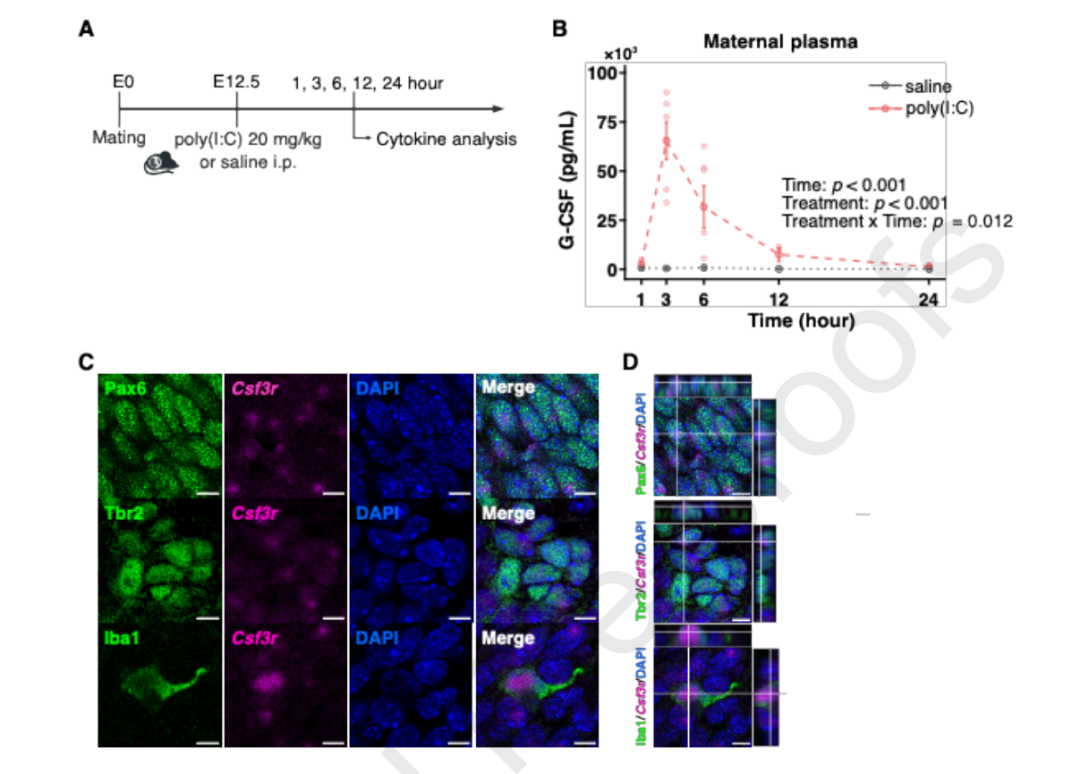 孕期免疫激活影响后代大脑：《Brain, Behavior, and Immunity》新研究，揭示3个关键发现
