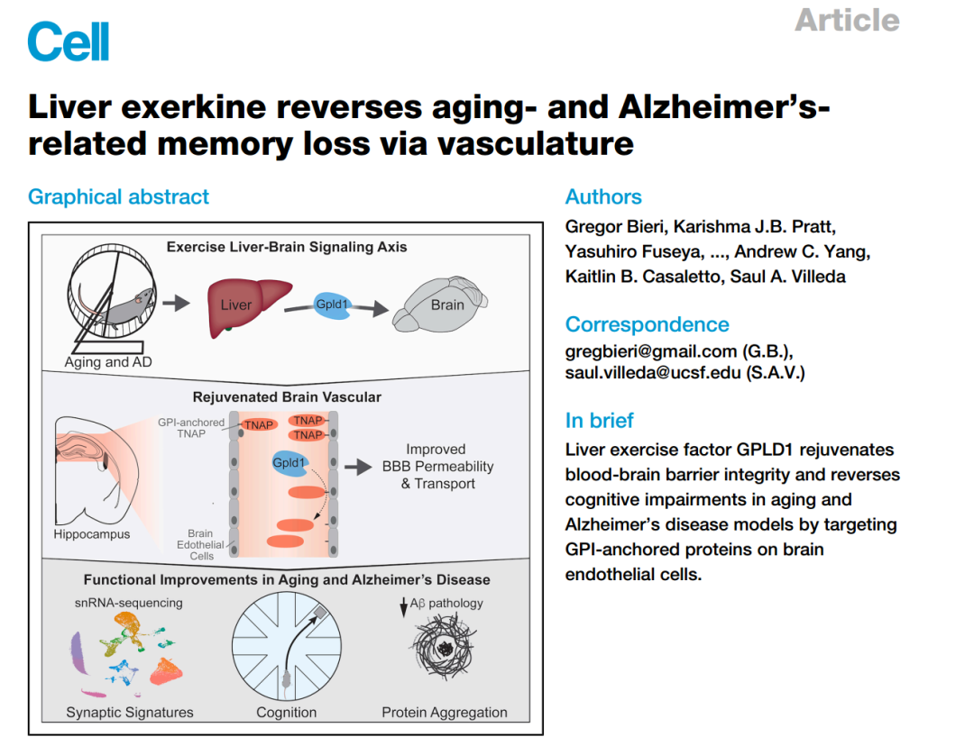 《Cell》“肝-脑运动信号轴”又有新见解！加州大学团队发现肝脏会分泌“护脑因子”，或可逆转记忆衰退