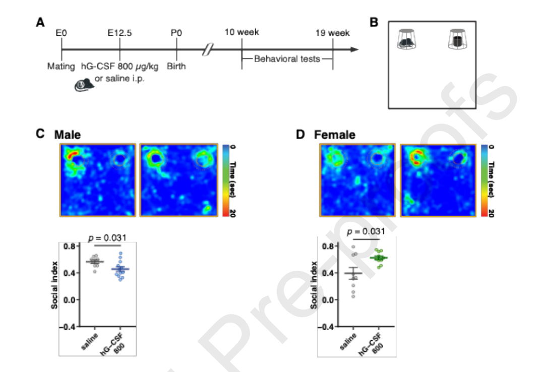 孕期免疫激活影响后代大脑：《Brain, Behavior, and Immunity》新研究，揭示3个关键发现