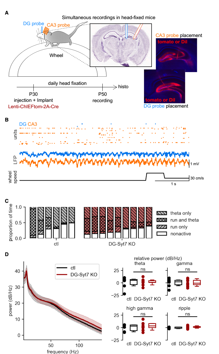 Cell子刊：一斑窥全豹，片忆溯往昔，法国科学家揭示调控大脑“记忆补全”的神经机制