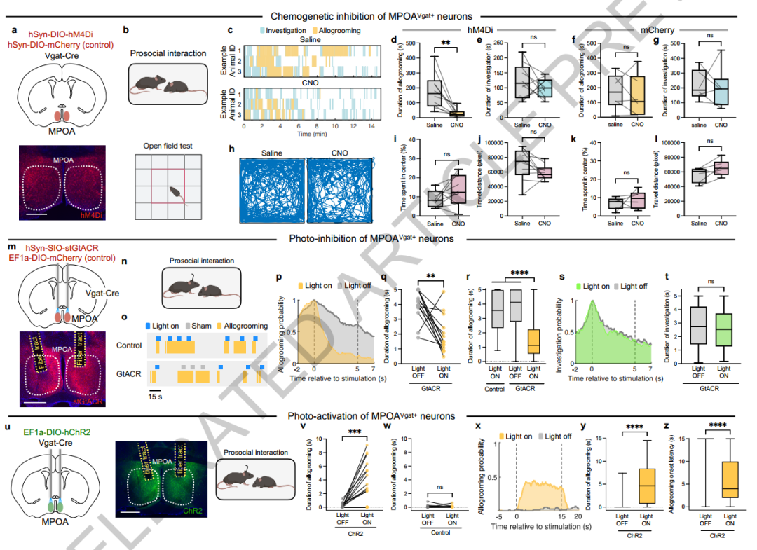 Science之后又发Nature， UCLA洪暐哲解密：为什么“好爸妈”往往也是“热心肠”？