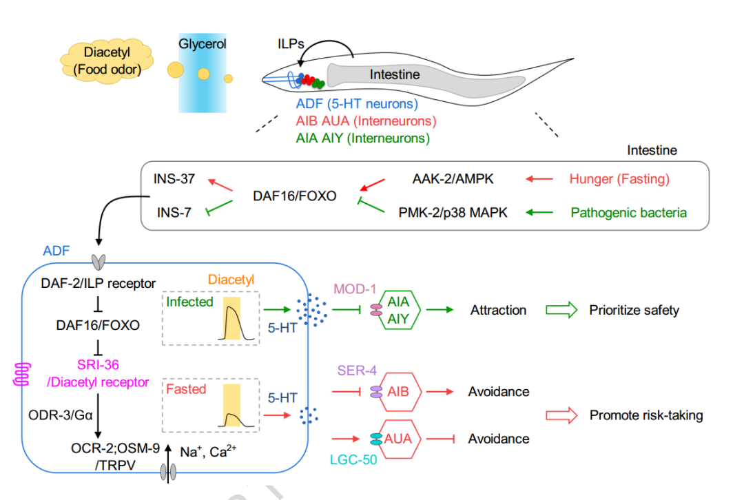 肠-脑轴新发现：明明很饿却不想吃？华科大刘平团队揭示肠道致病菌逆转饥饿驱动决策的神经机制