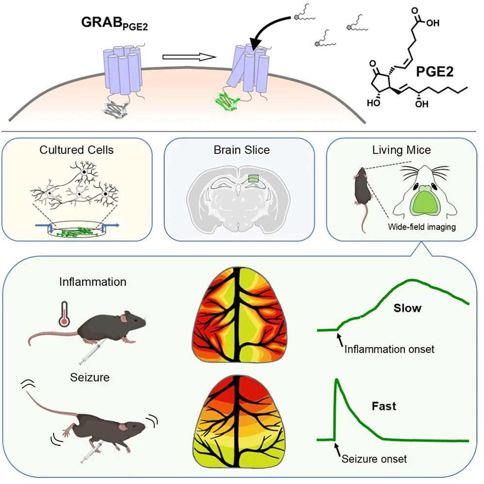 北大李毓龙团队再出利器，新型探针实时追踪脑内炎症信号