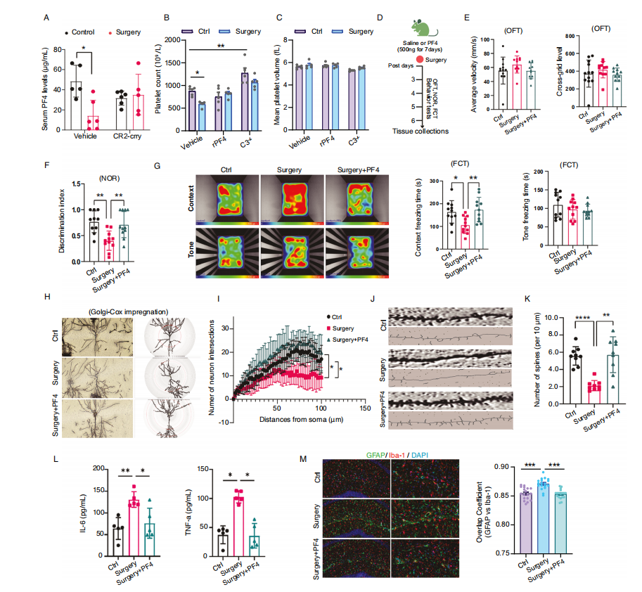 福建医科大学赖忠盟等揭示连接围术期免疫与神经保护的新通路
