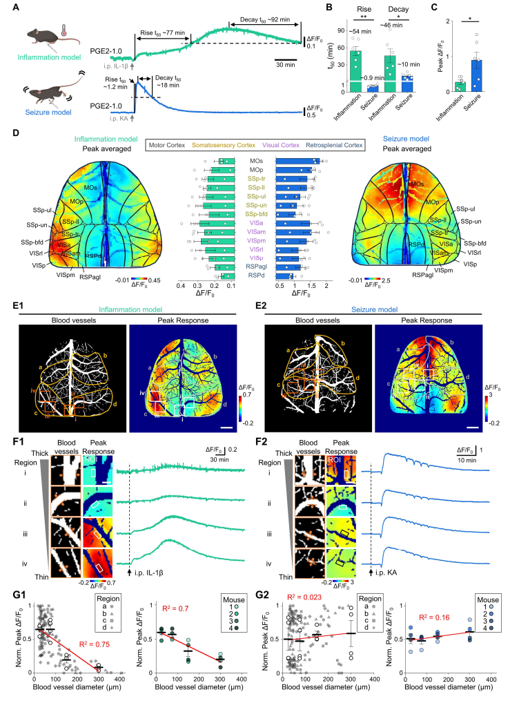 北大李毓龙团队再出利器，新型探针实时追踪脑内炎症信号