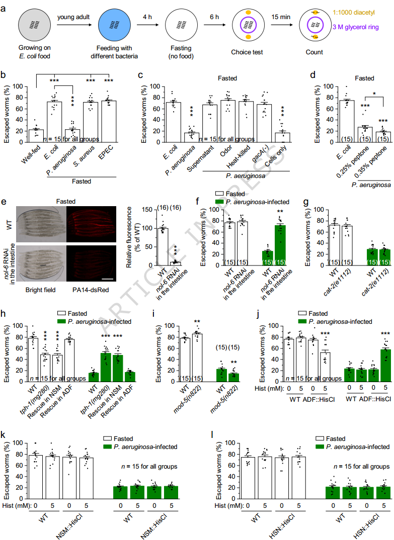 肠-脑轴新发现：明明很饿却不想吃？华科大刘平团队揭示肠道致病菌逆转饥饿驱动决策的神经机制