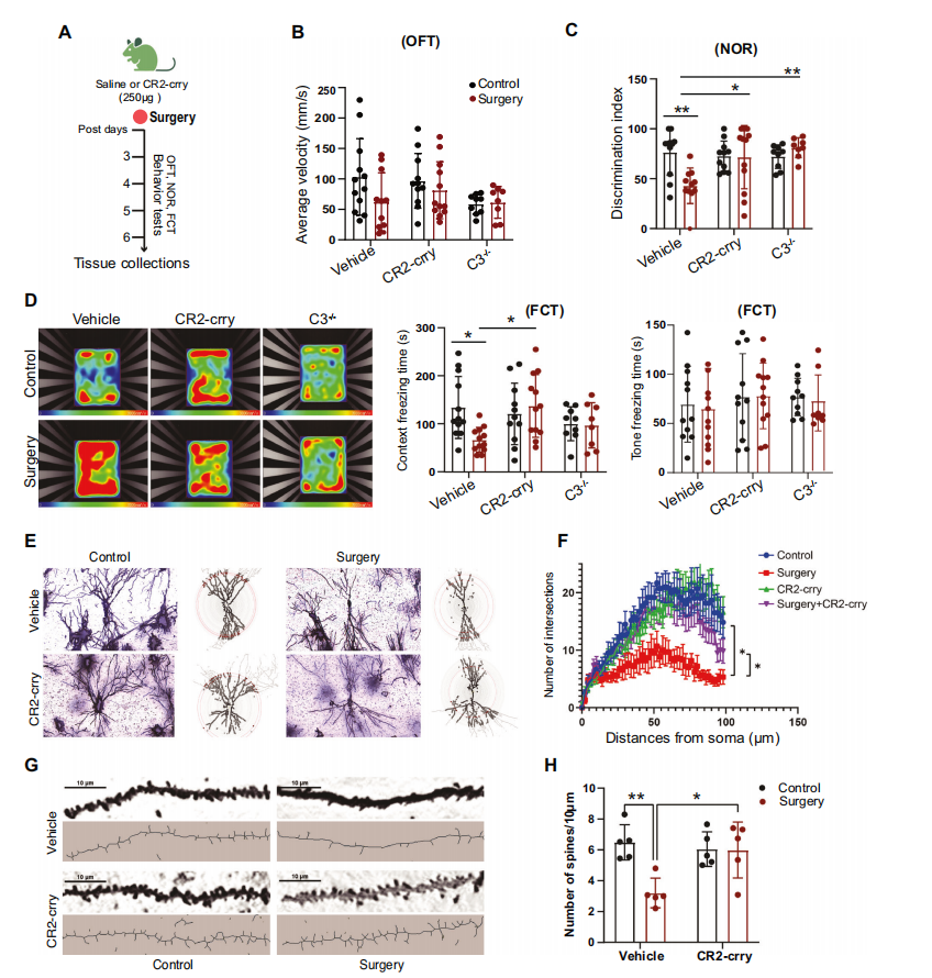 福建医科大学赖忠盟等揭示连接围术期免疫与神经保护的新通路