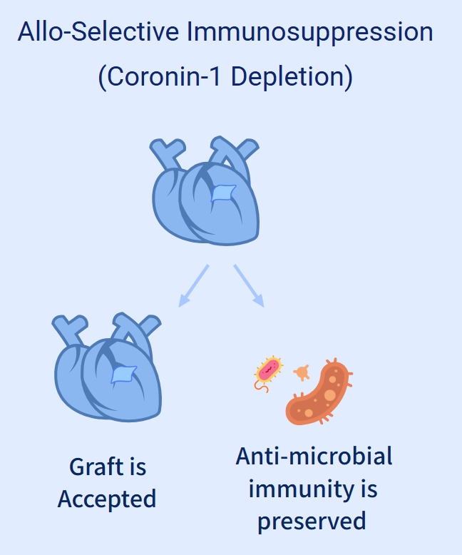 瑞士生物科技公司NXI Therapeutics研发靶向 Coronin 1 通路的选择性免疫调节剂