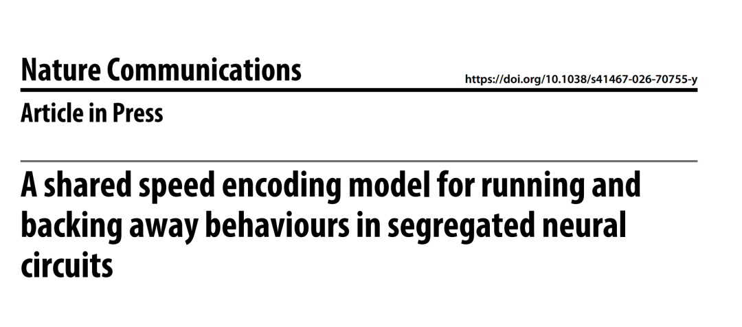 Nat Commun：为什么你能流畅地跑、退、停、转身？南方医肖中举等揭示小鼠四大运动行为的神经转换机制