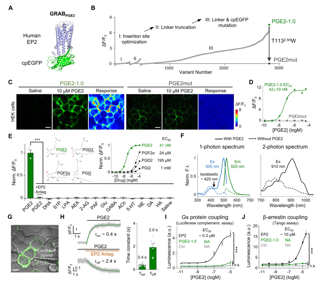 北大李毓龙团队再出利器，新型探针实时追踪脑内炎症信号