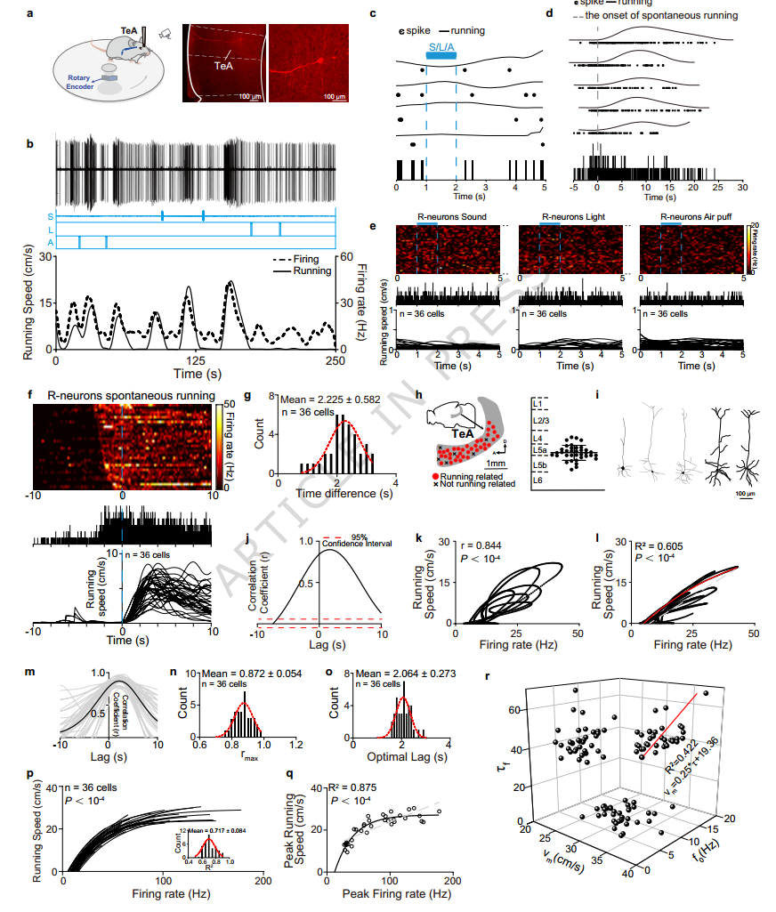 Nat Commun：为什么你能流畅地跑、退、停、转身？南方医肖中举等揭示小鼠四大运动行为的神经转换机制