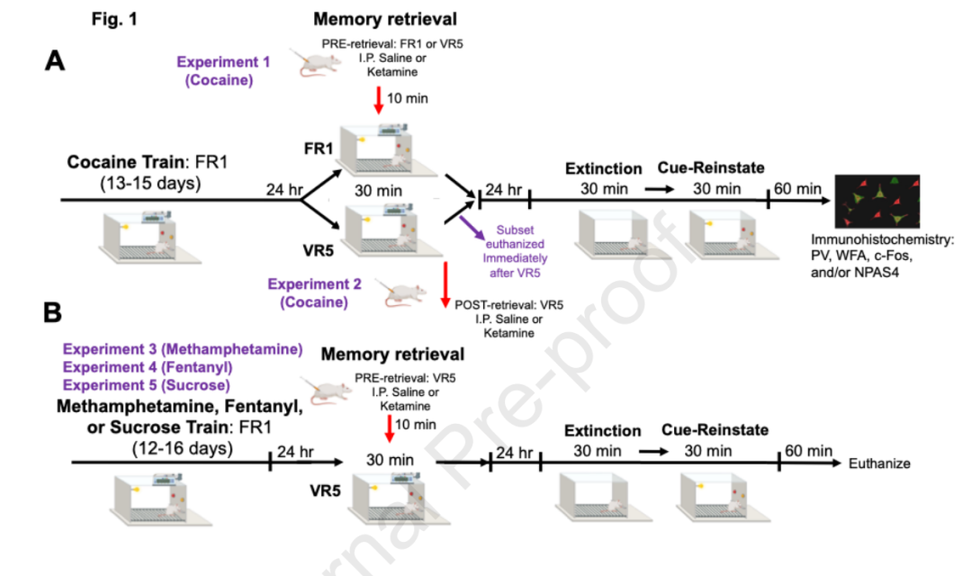 NP刊：抗抑郁药还能抑制成瘾？研究揭示氯胺酮破坏可卡因成瘾记忆的神经机制