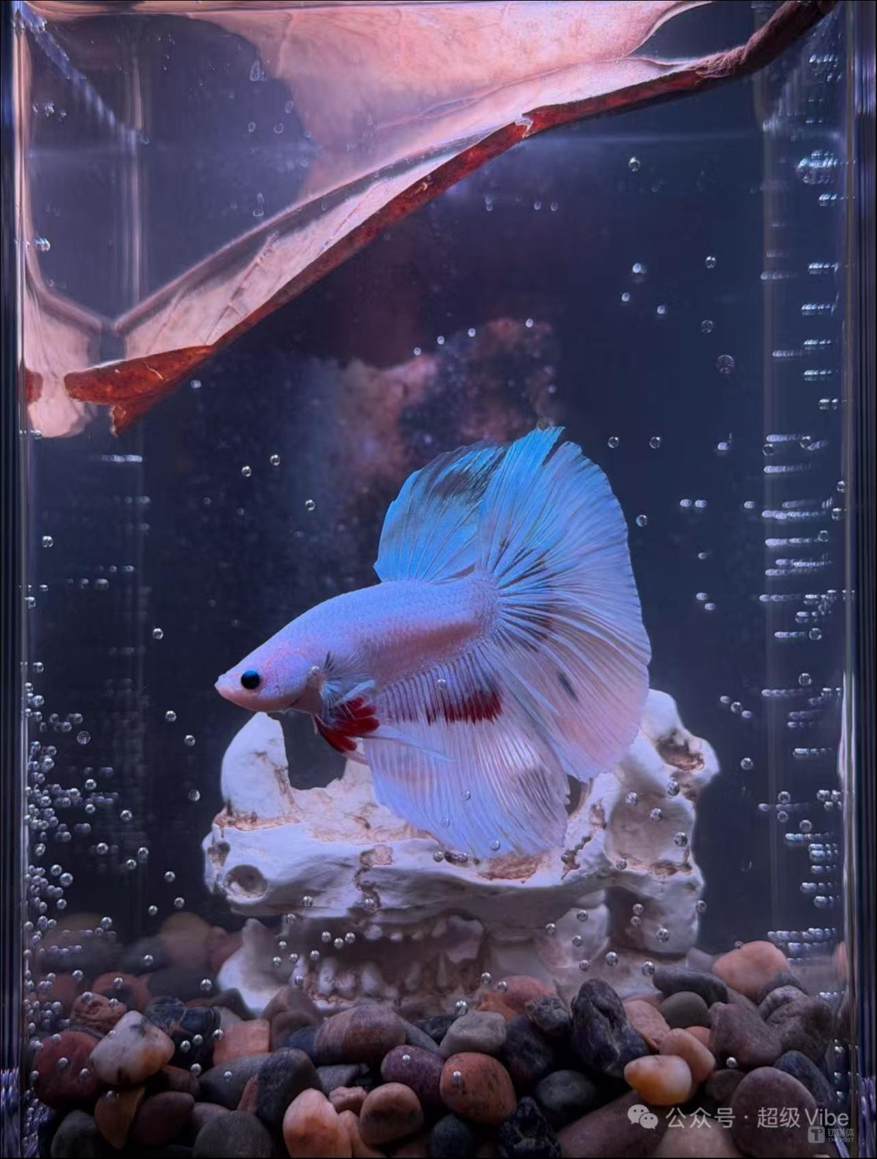 BaiFu喂養(yǎng)的那條BettaFish