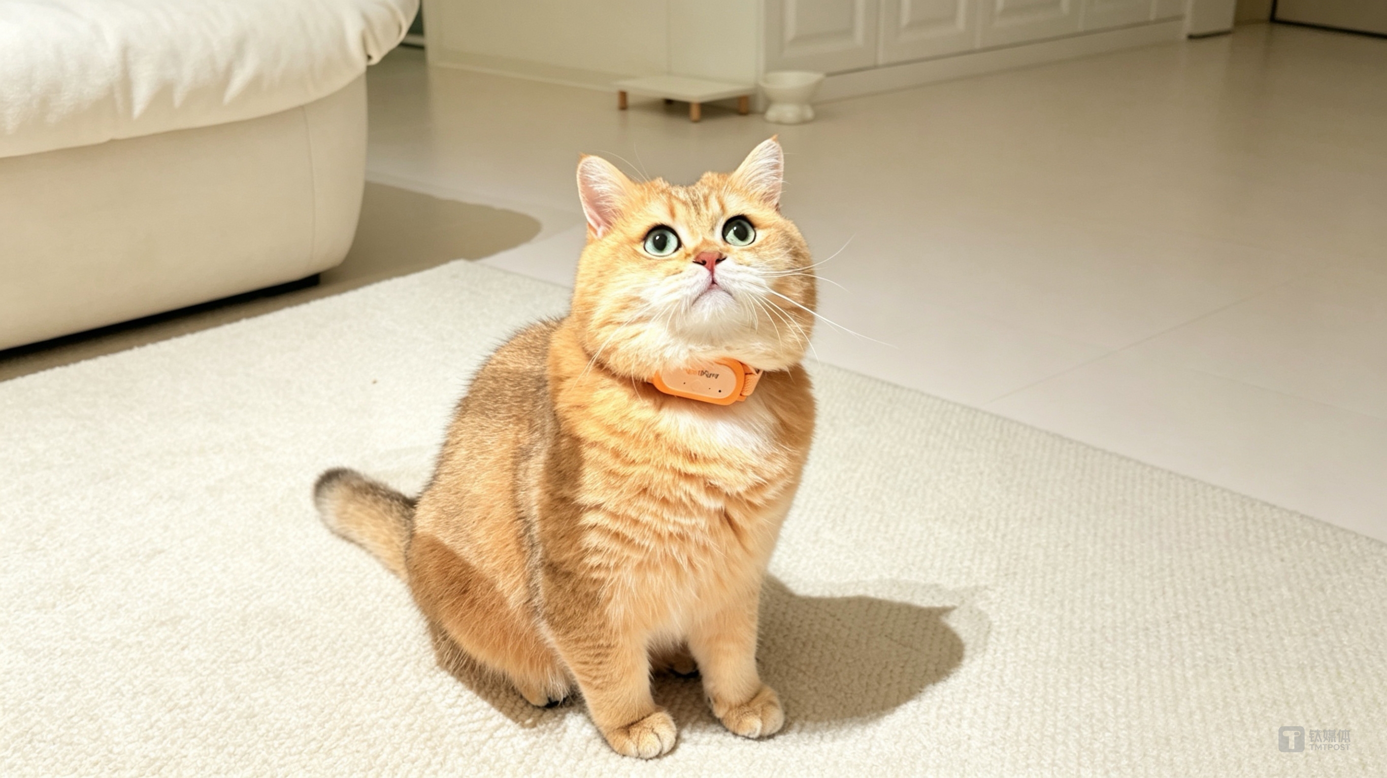 给猫做MBTI画像，17.9g的AI项圈能撬动百亿生意吗？