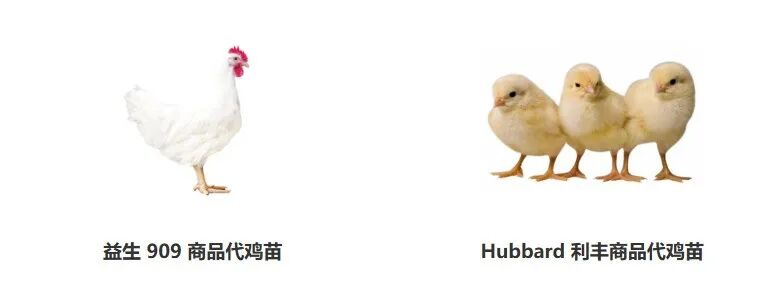 鸡在上游称王，鸭在下游封神：同一个赛道，两种命