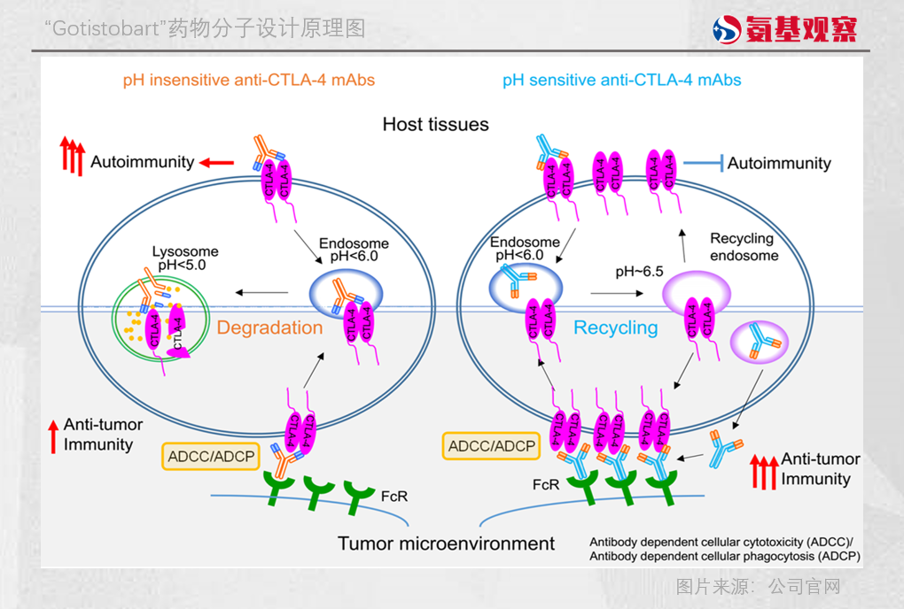 CTLA-4又坐上了牌桌