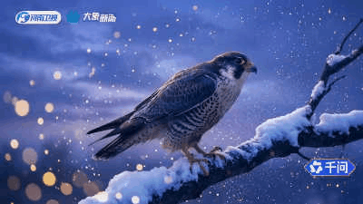 含广量40%，这届AI春晚是电视台“最后的荣光”