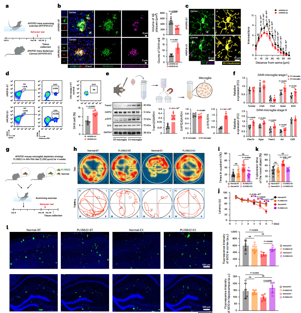 Nat Aging｜南京大学郭保生/蒋青等揭示运动改善AD认知障碍的“肌-脑通讯”新机制